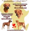 Rhodesian Ridgeback Welpen Wurfankündigung Frühjahr/ Sommer 2013