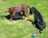 Reinrassige Dobermann Welpen mit Papieren 
