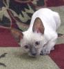 Exclusiver,  reinrassiger Cornish Rex Käterchen bluepoint - selten
