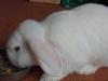 Suche einen Rammler zum Decken