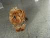 Verschmuster kleiner reinrassiger Yorkshireterrier-Rüde abzugeben