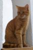 roter Kater gesucht