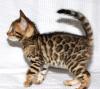 BENGAL KATER /  Zuchtqualität 