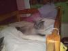 Biete Siam Thai Kater zum Decken an