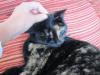 Trico,  liebes,  soziales Schildpattmädchen
