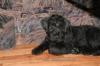 tolle Riesenschnauzer Welpen