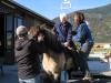 Hippotherapeut/ in gesucht für Sommer 2013