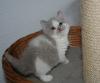 * Echte Selkirk Rex   Katzen,  die mit dem Schäfchenfell,  besondere Katzen für Be