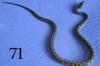 4.4 Dschungelteppichpython ab 70 Euro