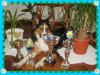 Australian Shepherd Border Collie mix/ erwartet Damenbesuch