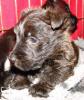 Scottish Terrier Welpen VDH/ KfT
