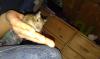 degu babys