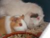 süße Meerschweinchen suchen liebevolles Heim
