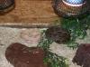 1.0 Boa Constrictor Mix abzugeben ( eigene Nachzucht aus 2011)