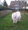 Samojedenwelpen 