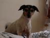 2 Jack Russell Terrier,  Mama & Sohn,  abzugeben