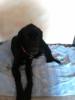 Gismo, Traumhund, sucht dringend ein zuhause