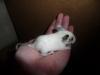 Degu Superschecke - Blauträger (männlich)