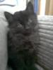 kater sucht neues zuhause