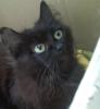 katze sucht neues zuhause