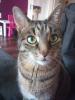 verschmuster Tiger & liebevolle Katze suchen neues Zuhause (auch Einzelnd abzuge