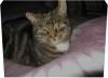 kater abzugeben
