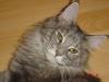 Süßes Maine Coon Mädchen