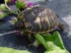 Griechische Landschildkröten /  Thh