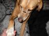 Pluto,  möglicherweise Labrador-Mix,  männlich,  geb. ca. 2006,  ca. 55-60 cm,  ca. 2