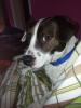 jack russle mischling