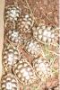 Griechische Breitrandschildkröten