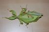 Phyllium spec. 3 Tiere/ 10 Euro