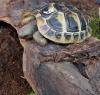 Griechische Landschildkröten (Thb)