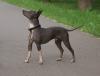 American Hairless Terrier Welpen,  Nackthund