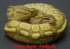 Python regius Ghost und Butterghost von 2011!!!