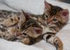 4hübsche Bengalkatzen,  8 Monate,   rosetted 