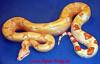 Boa constrictor albino sharp albino DNZ 2011 und 2010!!!