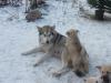 süße Malamute Welpen,  groß, kräftig,  anhänglich suchen ein neues zu Hause