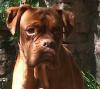 boxer mischling