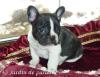 Freiatmende gesunde Französische Bulldoggen Babys Freiatmend mit Ahnentafel dt Z