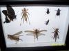 zu verkaufen !!!!! ein setzkasten mit präparierten insekten