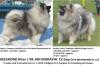Wolfsspitz /  keeshond Welpen mit papieren FCI