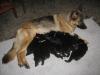 Deutsche Schäferhundwelpen mit roten SV Papieren