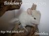Chinchilla Jungtiere Weibchen /  Böckchen in verschiedenen Farben suchen ein Zuha