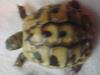 griesche landschildkröte mit papieren zu verkaufen !!!!!!