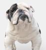 Hurra,  unsere Englischen Bulldoggen dürfen bald mit Ihnen die Welt entdecken.. (