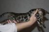 Wunderschöne  Reinrassige Bengalkatzen (SRV-TICA) 