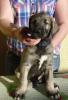Irish Wolfhound /  Irischer Wolfshund Welpen in sand- und weizenfarbend m.P.