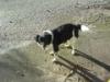 Bella (Rania),  Möglicherweise Border-Collie-Mix,  weiblich,  ca. 38 cm,  ca. 13 kg, 