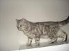 Kater /  Deckkater /  Scottish Fold /  Scottish streit (BKH)